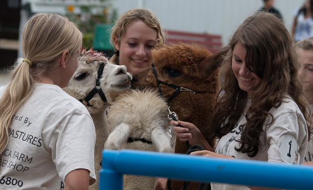 Three girls with alpacas