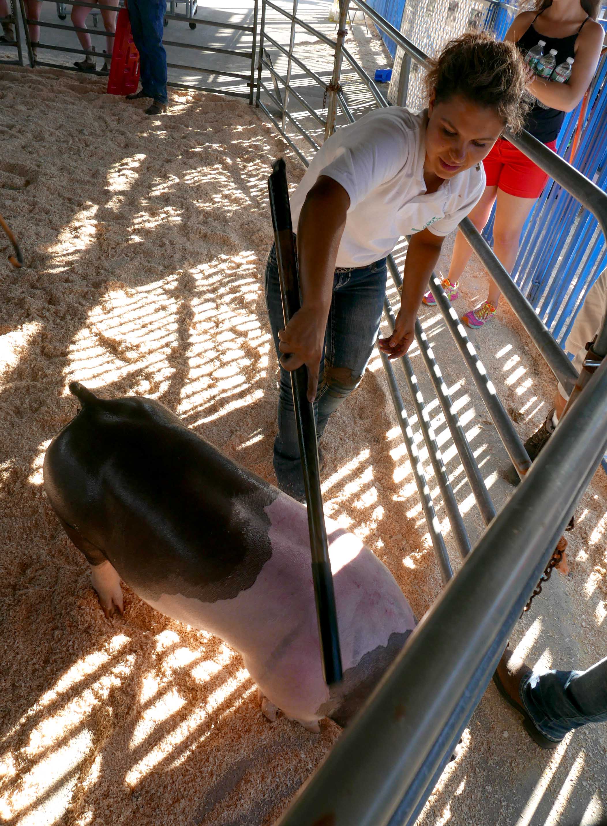 Girl showing pig at the fair