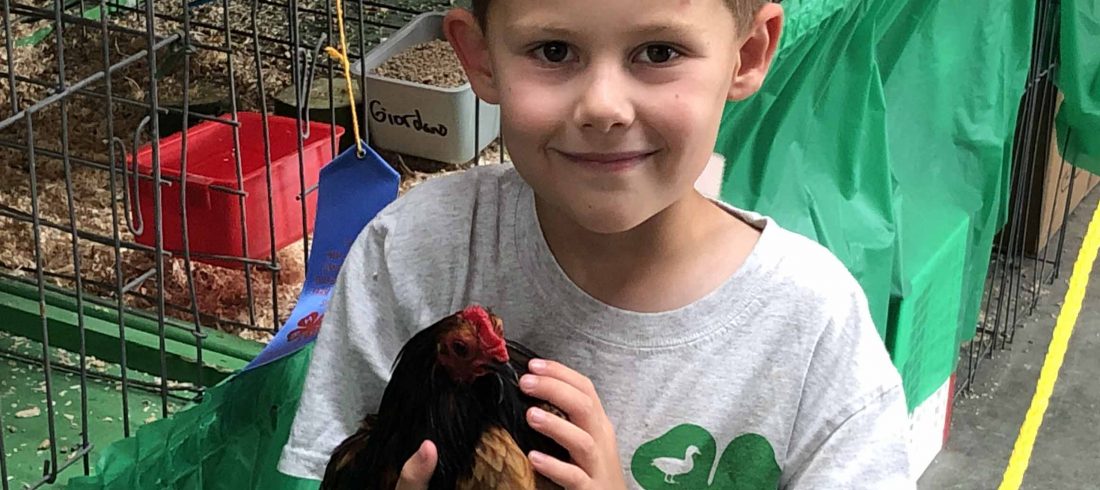 4-H member with bantam