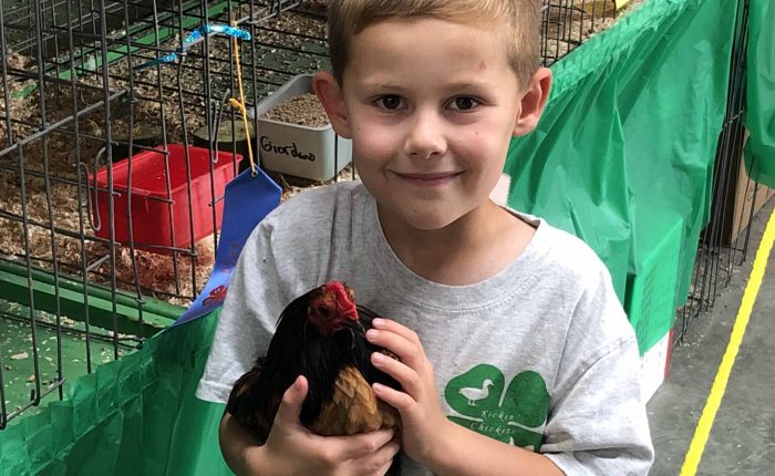 4-H member with bantam