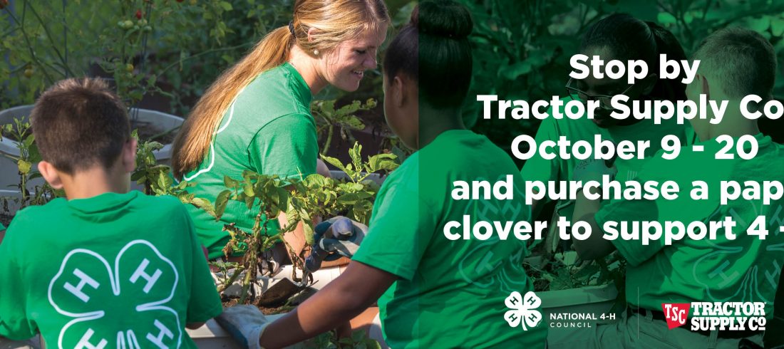 Fall 2019 Paper Clover photo