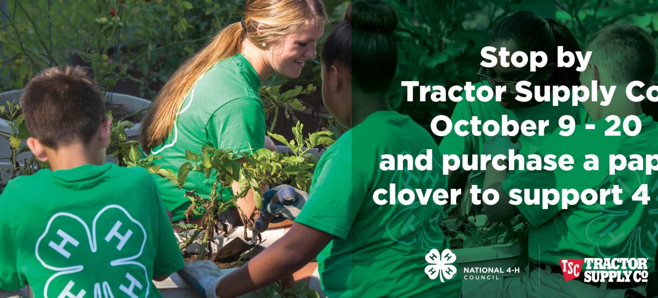 Fall 2019 Paper Clover photo