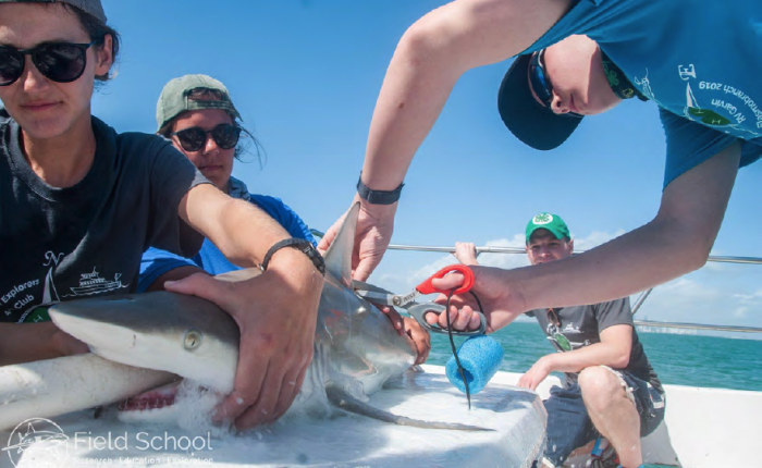 Youth tagging a shark