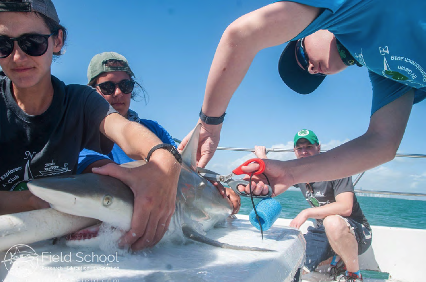 Youth tagging a shark